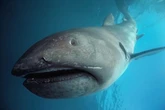 Scientists say 90% of shark breeds unknown with one 500-year-old beast roaming seas