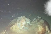 Scientists drop dead cow into ocean and are stunned by what appears out of darkness