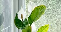 Peace lilies will have 'even more beautiful' blooms by adding three kitchen scraps