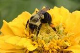 Bumblebees have learnt to read simple Morse code after boffins probed the critters