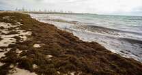 Spain's beaches turn brown as warning issued for fives areas including Majorca