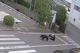Bear on loose as police hunt 'intelligent' beast that opens windows and attacked four