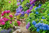 Garden lovers urged to ditch hydrangeas and plant 'easier' alternative