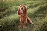 Protect your pet and pocket: Vet advises post-walk checks for dogs