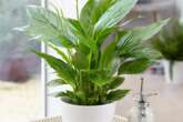 Common houseplants that could be 'poisonous' without you realising