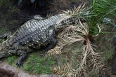 Family of boy, 3, in Cambridgeshire crocodile attack issue statement