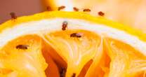 Stop fruit flies by cleaning little-known 'breeding ground' - it's not your fruit bowl