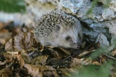 18 creatures shortlisted to feature on British banknotes - and the public can vote