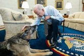 Rest in peace Champ Biden - First Dog of the White House