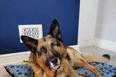 Everything you need to know about fostering a rescue dog