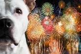 Vet says start preparing your dog now for firework season