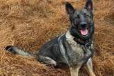 Tribute paid to hero dogs no longer with the prison service this year