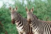 Drinkers adopt 'zebra striping' trick with multiple health benefits