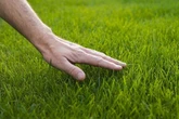 Surprising kitchen scrap that can transform your lawn into a lush, green paradise