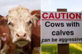 Serial killer cows one of UK's most dangerous animals and people should 'steer clear'