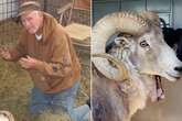 Man 'ruined' after cloning giant Marco Polo sheep from testicles and extracting semen