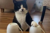 'Psychic' cat spookily predicts winners of all 19 World Cup matches – 'very smart'