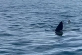 Monster shark spotted swimming along coast of Brit tourist hotspot
