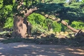 Brave cricketers tell how 40 or 50 people tried to help tragic girl who died in tree collapse