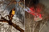 Parrot stuck in tree swears at rescuers until it's lured down by cigarette