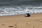 Mystery metallic orbs wash up on beach as officials warn they could 'cause cancer'