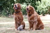 Guide dog inspired training trick could stop your dog from getting distracted
