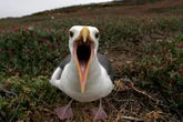 'Vicious' psycho seagulls attack posties as rounds stopped and people forced to collect