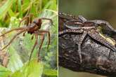 Brits warned huge spiders 'size of human hand' on the rise after record breeding year