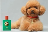 Eau de Poodle as Dolce & Gabbana launch luxury £85 perfume just for dogs