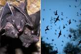 Animal lovers tell government to stop 'being nasty' to bats as they lock horns