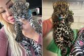 Baby jaguar trafficked by drug dealers after OnlyFans model sold it for thousands