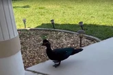 'Duck terror' reigns in town as one hospitalised by beast who has law behind him