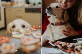Around 65% of Brits 'convinced' their pet dogs know when Santa is coming