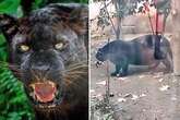 'World's fattest panther' who loves beef has fans asking 'has she eaten a human'