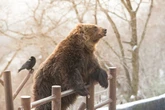 Bear rips off man's head as he's found with horror 'scratch marks' on body