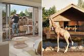 You having a giraffe? Price of Chester Zoo safari lodge for one night left us speechless