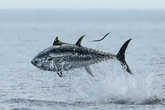Fishermen snare monster tuna off the UK coast big enough to feed 1000 people