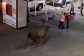 Two women mauled by runaway bull at rodeo demand £9 million in compensation