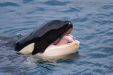 Worrying truth behind 'video of whale trainer being attacked by orca and dragged underwater'