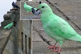 Mystery of bright green pigeon seen in UK town - as experts 'sound the alarm'