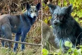 Dogs in Chernobyl suddenly turn blue as they are 'probably getting into chemicals'