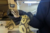 UK hot weather sparks a surge in 'runaway snakes' as reptiles break free from home