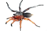 Ladyboy spiders with half male and female parts astonish boffins in Thai forest