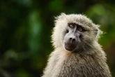 Zoo horror as bosses feed headless, limbless carcasses of culled baboons to lions