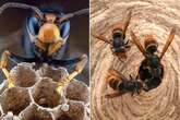 Asian hornets prepped for UK invasion after eating 1,400 species across Europe