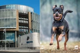 Woman, 29, accused of having sex with Rottweiler dog at her home to stand trial