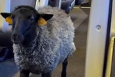 Bewildered MP left floored as he spots 'sheep wearing a nappy' on train