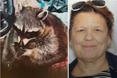 Pet raccoon smoking meth pipe in driver's seat caught by cops in wild traffic stop