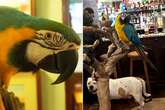 Foul-mouthed pub parrot caught swearing and telling customers ‘you’re barred’