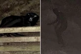 Cat gimp of the Wirral on terrifying rampage writhing on floor and making 'panther noises'